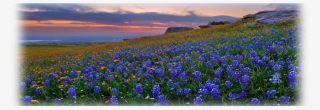 Spring Background Website 6109b229eb26c - Texas Bluebonnet