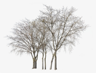 Deciduous Trees Group Winter Ii - Tree Winter Photoshop Png