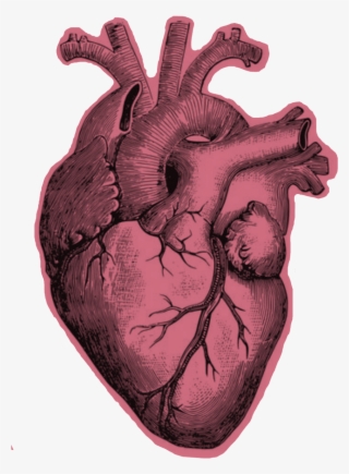 #heart #realistic - Heart Anatomy Black And White