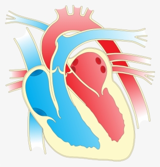 Download Image As A Png - Heart Diagram Png