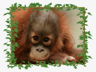 Peanut Adorable With-frame - Peanut The Orangutan Appeal