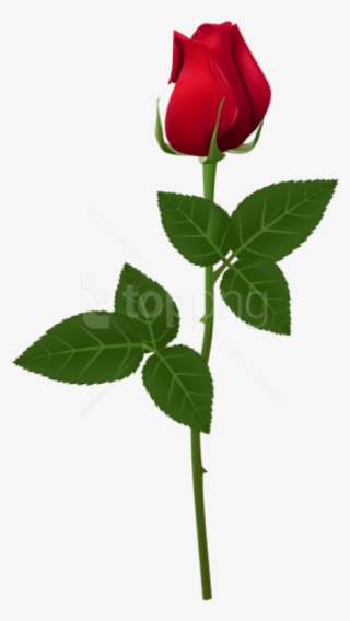 Free Png Rose Png Images Transparent - Rose Png For Picsart