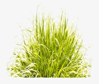 Grass Green Icon Download Free Image Clipart - Sweet Grass