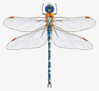 Picture Royalty Free Stock Insect Blue Transprent Png - Net-winged Insects