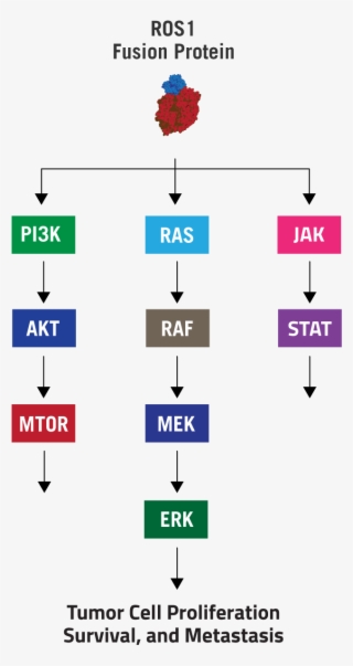 Ros1 Rearrangements And Pathway Activation Ros1 Rearrangements - Ros1 Nsclc Pathway