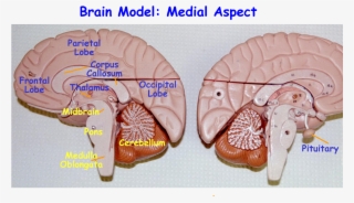Nervous And Ss Models Transparent Background - Cerebral Cortex On Brain Model