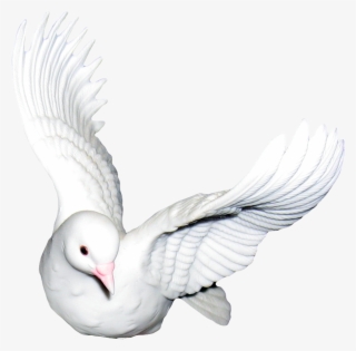 Yükle Doves Transparent & Png Clipart Free Download - Cuore E Rosa Gif