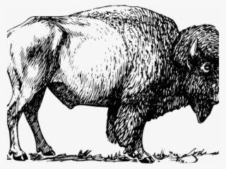 Bison Clip Art Black And White