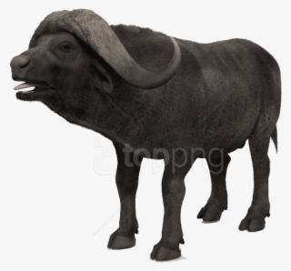 Download African Buffalo S Png Images Background - Bronze Sculpture