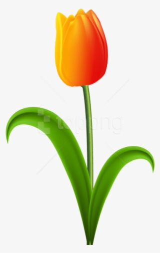 Free Png Download Beautiful Tulip Png Images Background - Tulip With Stem Clipart
