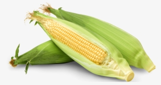 Corn Corn - Corn Kernels