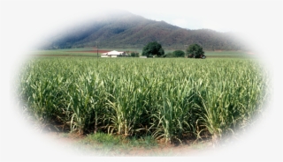 Pro-alcohol For Foundation Of Crops And Distilleries - Field