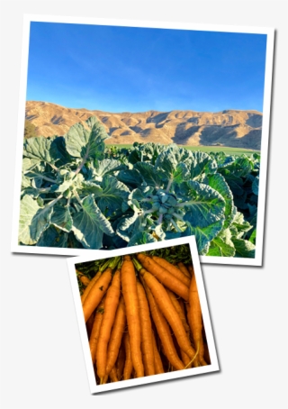 Contract Crops