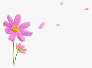 粉色菊花 - Photography