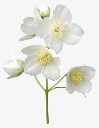 Jasmin Flower, Leaves, Jasmine, Free, Tattoos, Flowers, - White Jasmine Flower Png
