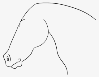 Horse Face Drawing - Line Art