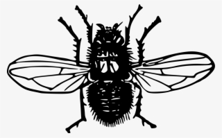 1206 X 750 6 - Silhouette Blowfly Png
