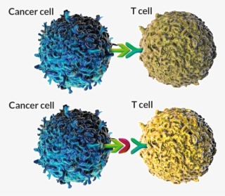 “at - Natural Killer Cells And Tumour