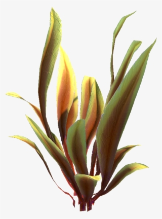 Spotted Reeds Relative - Crinum