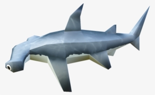 Bronze Hammerhead Shark