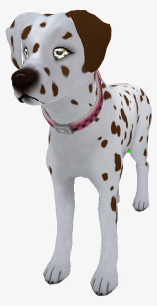 Liverwhite Dalmatian - Dalmatian