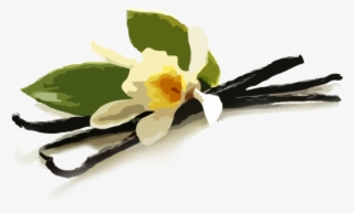 Vanilla