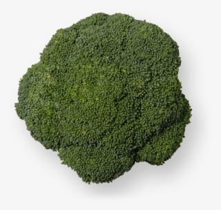 Brocoli - Moss