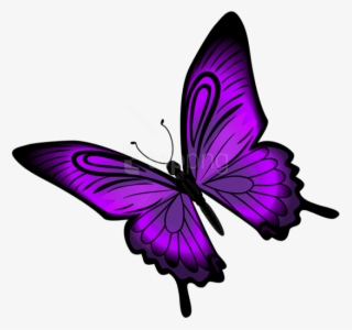 Free Png Download Purple Butterfly Png Clipart Png - Purple Butterfly Png