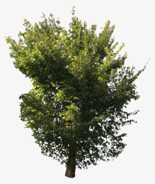 Green Tree Free Cut Out People Trees And Leaves Png - River Birch