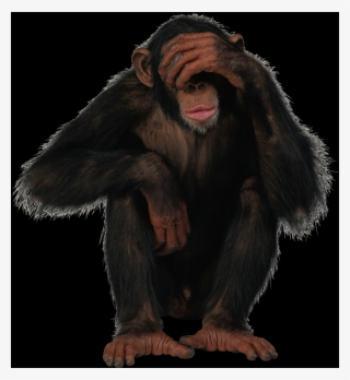 Transparent Background Monkey Png