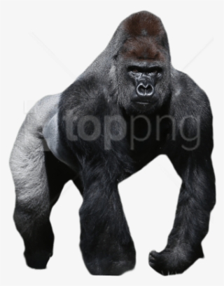 Free Png Gorilla Png Images Transparent - Gorilla Png