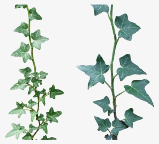 Original - Ivy Png