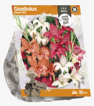 222330 Gladiolus Nanus Mix Per 10 - Bouquet