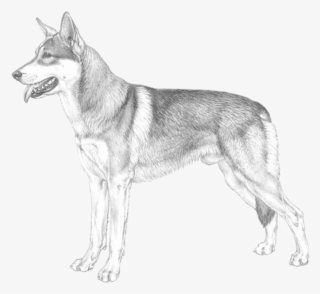 Saarlooswolfdog Saarlooswolfhond - Dog Yawns
