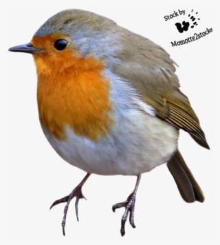 Robin Bird - Google Search - American Robin