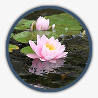 Pond Supplies - Water Lily