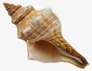 Striped Fox Shell - Gastropods Conch