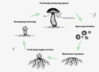 The Lifecycle Of A Mushroom - Drawing