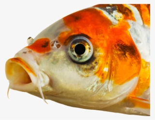 Koi Head - Koi Fish Eyes