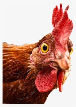 Revised Agoa Bone-in Chicken Rebate Guidelines Published - Chicken Asking Question