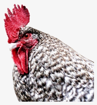 Gockel, Hahn, Hen, Dangerous, Farm, Poultry, Bird - Rooster
