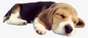 Doggo Dog Sleep Beagle Puppy Cute Sleepingdog - Dog