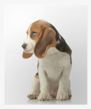 Beagle Puppy Poster - Puppy