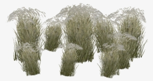 Mongolian Stipa Grass - Stipa Png