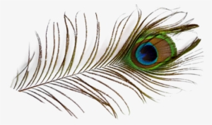 Peacock Feather - Peafowl Png