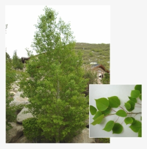 Populus Tremuloides 'bethel Spire' - Quaking Aspen