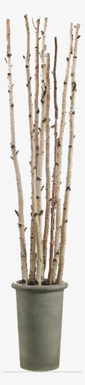 Potted Aspen Branches