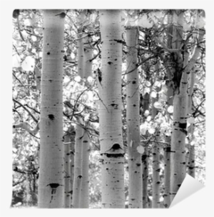 Black And White Image Of Aspen Trees Wall Mural • Pixers® - Wall Decal