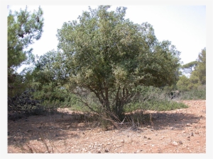 A Terebinth Of Mamre - Quercus Calliprinos