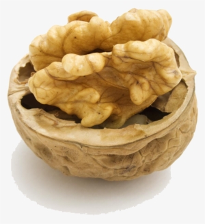 Walnut Png Hd - Matching The Seeds To Its Fruit